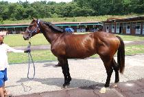 �����巯�� (PROUD RUNNER) ����