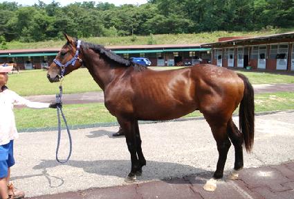 �����巯�� ����