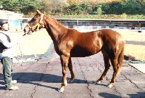 �ູ���� (HAENGBOK JIGI) ����