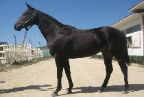 ���̸� (IRENE) ����