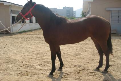 ������� ����