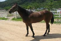 �����巡�� (JEOJI DRAGON) ����