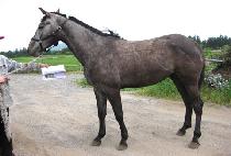 ������Ʈ�� (ORIENT QUEEN) ����