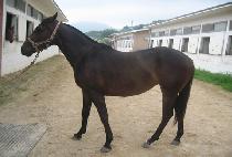 ���Ʈ (WINGS VEENTE) ����