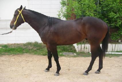 ��Ű���̾� ����