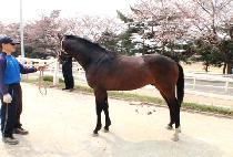 ��ȭ��� (DONGHWA SARANG) ����