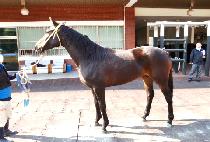 �¸����丮 (ONLY VICTORY) ����