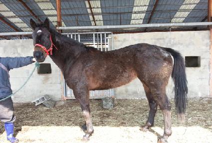 �¸����� ����