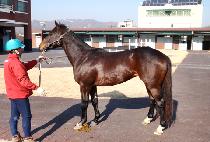 ������� (SINHEUNG MYEONGGA) ����