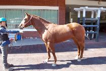 ȭ������ (HWARANG YEOSIN) ����