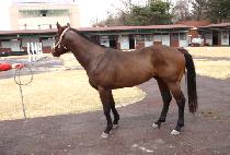 DONGNE BANGNE picture