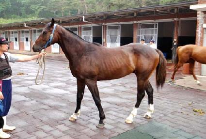 ���̷��� ����