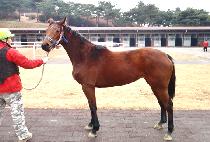 �������� (GOLDEN WARRIOR) ����