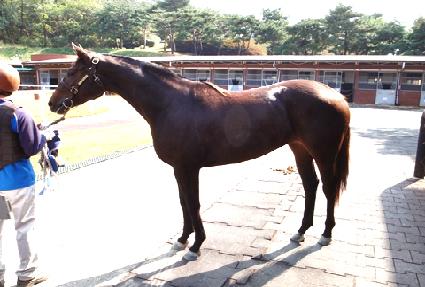 ���̷����� ����