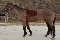 ������������ (DERBY PROPOSE) ����