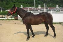 ��Űȣ�� (DON QUIXOTE) ����