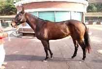 ��Ÿ (VOLTA) ����