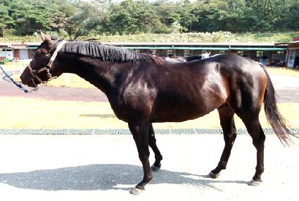 �����Ľþ� ����