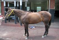 ��ǰ��� (DAEGWONGADO) ����