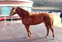 �ְ����� (CHOEGO YEONSEUNG) ����