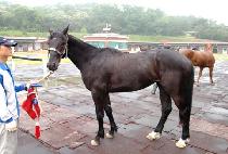 ����� (MADANGBAL) ����