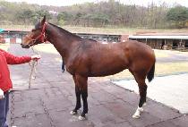 ��� (SAMYEONG) ����