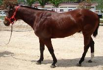 ������ (SINHEUNGDAERO) ����