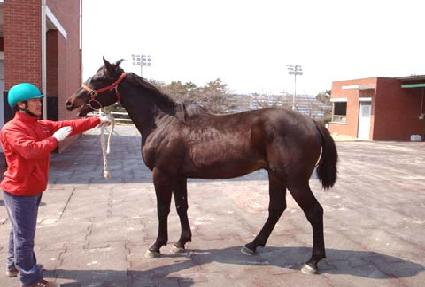 ��Ÿ�� ����