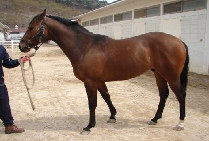 ��Ʈ�ö��� ����