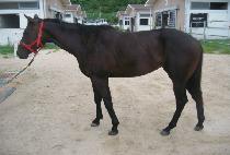 ���＼�� (JESAM SEDAE) ����