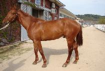 �ΰ潺Ÿ (BUGYEONG STAR) ����