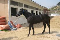 �ְ����� (CHOEGO GANGJA) ����