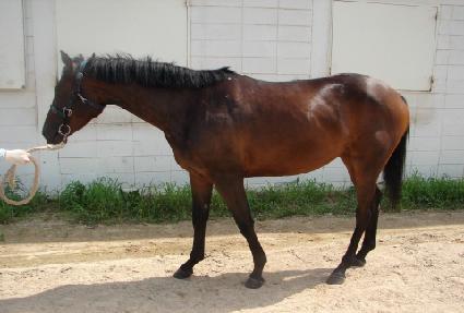 �ݺ��÷� ����