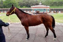 ��Ÿ���콺 (SANTA MOUSE) ����