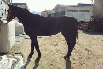 �̹麼Ʈ (IBAEK BOLT) ����