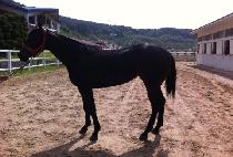 �ƿ����̵� (OUR LADY) ����