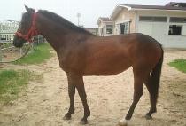 �ϳ��� (HANARO) ����