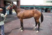 ���������� (REAL FIGHTER) ����