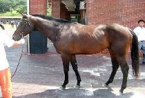 ����è�� (TIMBER CHAMP) ����