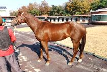 �����͹�� (ESTER BAND) ����