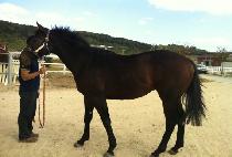 �������� (GASEUMEURO) ����