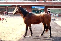 �������� (GOGONG POKGYEOK) ����