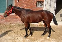 ������ (OPERA WANG) ����