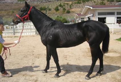 ������ȣ ����