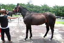 �����ī�� (NORTHERN SKY) ����