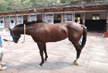 ����ī (RAY CAR) ����