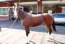 ��̾� (JAEMIYA) ����