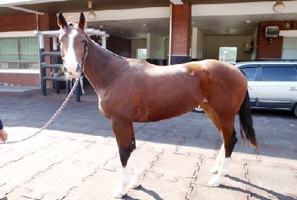 ��̾� ����