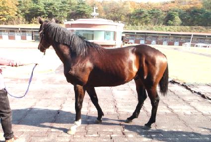 ������ ����