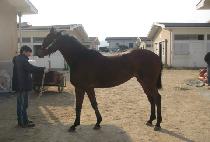 ��õ���� (JANGCHEON GONGJU) ����